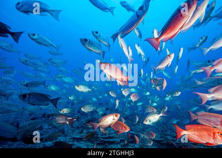 French Polynesia, Fakarava South, Soldier fish (Myripristis) Stock Photo