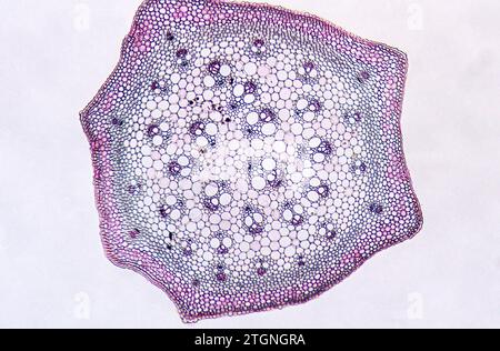 Monocot stem cross section showing epidermis, vascular bundles and ...