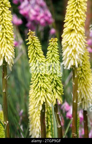 Kniphofia 'Ice Queen' flower spikes. Stock Photo