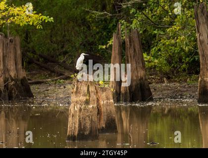 Great Egret bird perched on stumps from felling of bald cypress trees in calm waters of Atchafalaya Basin near Baton Rouge Louisiana Stock Photo