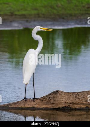 Great Egret bird perched on stumps from felling of bald cypress trees in calm waters of Atchafalaya Basin near Baton Rouge Louisiana Stock Photo