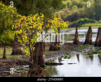 New growth of leaves from stumps from felling of bald cypress trees in Atchafalaya Basin near Baton Rouge Louisiana Stock Photo