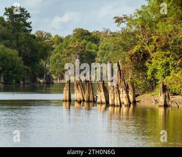 Stumps from felling of bald cypress trees in the past seen in calm waters of the bayou of Atchafalaya Basin near Baton Rouge Louisiana Stock Photo