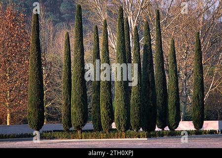 Cipresso (Cupressus sempervirens var. stricta, clone italico), Cupressaceae. Ornamental tree, typical Tuscan variety. It characterizes the Italian lan Stock Photo