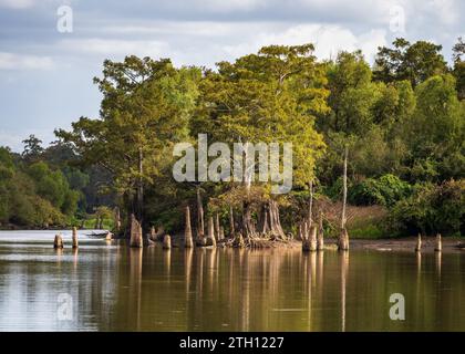 Stumps from felling of bald cypress trees in the past seen in calm waters of the bayou of Atchafalaya Basin near Baton Rouge Louisiana Stock Photo