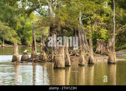 Stumps from felling of bald cypress trees in the past seen in calm waters of the bayou of Atchafalaya Basin near Baton Rouge Louisiana Stock Photo