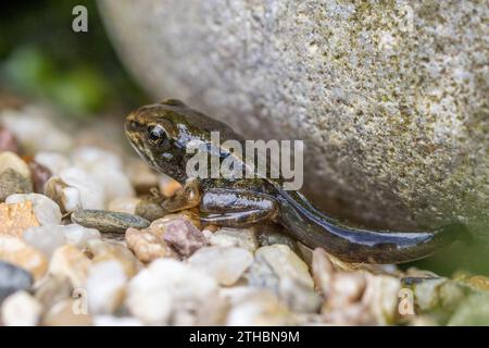 Side view of a common frog (Rana temporaria) froglet with tail out of water, England Stock Photo