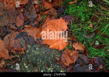 Looking down on Wet Autumn Leaves, Grasses and Stones on an early winter day Stock Photo
