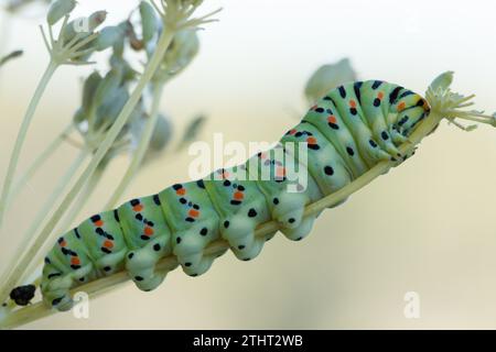 Papilio machaon caterpillar with nice bokeh on plant branch in Alcoi, Spain Stock Photo