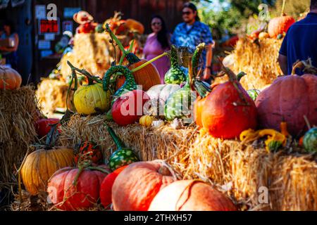 People visiting a pumpkin patch on a rural farm Stock Photo
