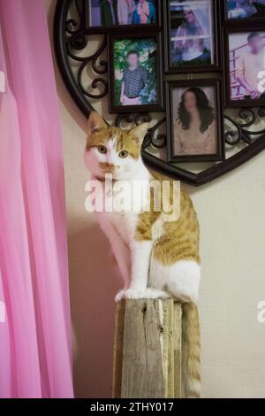 Cat sleep on white blanket. Sits against the wall. The coat is red and white. Stock Photo