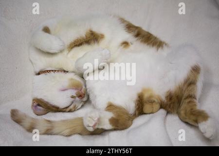 Cat sleep on white blanket. Lies on his back, paws up. The coat is ared and white. Stock Photo