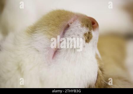 The muzzle of a sleeping cat close-up. Lying on his back. Stock Photo