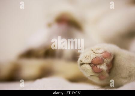 Close-up of a sleeping cat's paw. The pads are pink, the fur is red and white. Lying on his side. Stock Photo