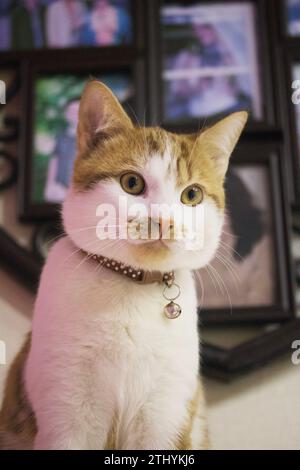 Close-up of a cat's face. The coat is red and white. Stock Photo