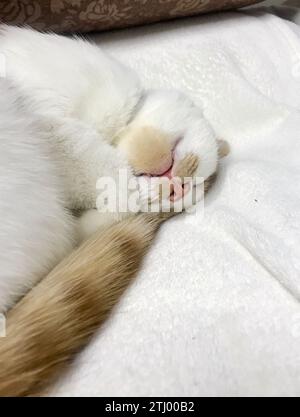 The cat sleeps on a white blanket. The coat is red and white. Sleeps on his side. Stock Photo