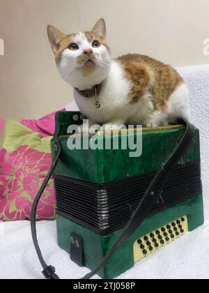 The cat sits on a green accordion. Looks up. The coat is red and white. Stock Photo