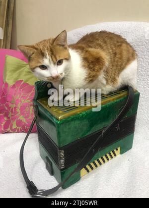 The cat sits on a green accordion. The coat is red and white. Stock Photo