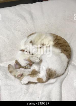 The cat is sleeping, curled up. On a white blanket. The coat is red and white. Stock Photo