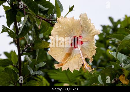 Macro, hibiscus flower or Chinese rose, covered in raindrops after a rainshower. Stock Photo