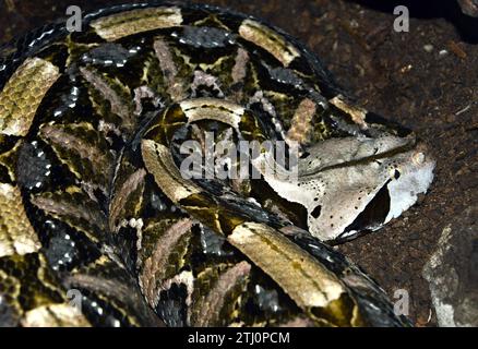 Gaboon viper, Östliche Gabunviper, Vipère du Gabon, Bitis gabonica, gaboni vipera Stock Photo