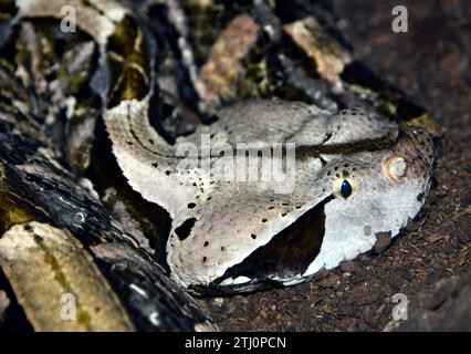 Gaboon viper, Östliche Gabunviper, Vipère du Gabon, Bitis gabonica, gaboni vipera Stock Photo