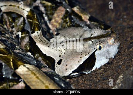 Gaboon viper, Östliche Gabunviper, Vipère du Gabon, Bitis gabonica, gaboni vipera Stock Photo