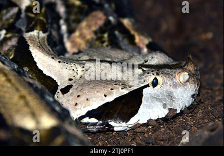 Gaboon viper, Östliche Gabunviper, Vipère du Gabon, Bitis gabonica, gaboni vipera Stock Photo