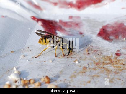 European wasp, German wasp, Deutsche Wespe, Guêpe germanique, Vespula germanica, Budapest, Hungary, Magyarország, Europe Stock Photo