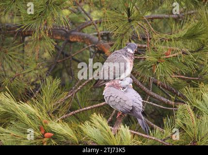 Common Wood Pigeons in a pine tree, Brighton, Engand. The common wood pigeon (Columba palumbus), also known as simply wood pigeon, is a large species in the dove and pigeon family (Columbidae), native to the western Palearctic. It belongs to the genus Columba Stock Photo