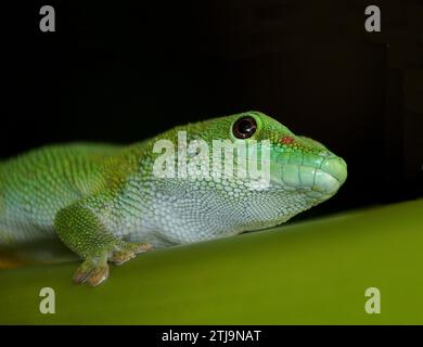 Likely a Koch's giant day gecko - a diurnal subspecies of gecko, a lizard in the family Gekkonidae. The subspecies is native to northwestern and western Madagascar and typically inhabits trees. It feeds on insects and nectar.  Credit: BSpragg Stock Photo