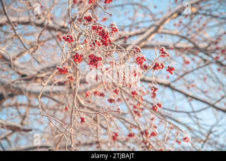 Red rowan in winter under the snow. Winter Concept Stock Photo