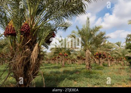 Date Palms, Deganya Alef, Northern District, Israel.  Phoenix dactylifera, commonly known as the date palm, is a flowering-plant species in the palm family, Arecaceae, cultivated for its edible sweet fruit called dates. The species is widely cultivated across northern Africa, the Middle East, and South Asia, and is naturalised in many tropical and subtropical regions worldwide  Credit: digitaleye/ JdeSousa Stock Photo