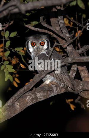 Northern White-faced Owl (Ptilopsis leucotis) adult perched in tree at night  Mole National Park, Ghana.               November Stock Photo