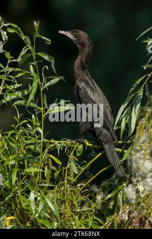 Pygmy cormorant (Phalacrocorax pygmeus) perched in a bush set against a dark green background Stock Photo
