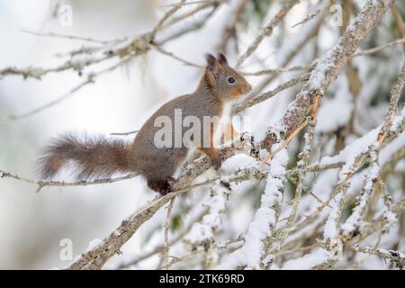 Cute Norwegian Red squirrel (Sciurus vulgaris) in ni snow Stock Photo ...