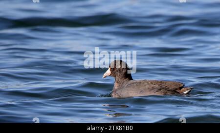 Close View of a Single American Coot Floating on Still Blue Water Stock Photo