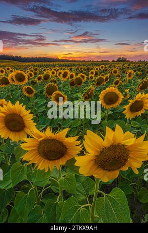 Field full of sunflowers in summer. Evening mood about the flowers of the crop. colorful red yellow orange clouds in the sky. Blooming time of the sun Stock Photo