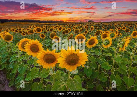 View over a field with lots of sunflowers in the evening. Landscape at sunset. Field with lots of flowers with dramatic sky. Summer day with clouds Stock Photo