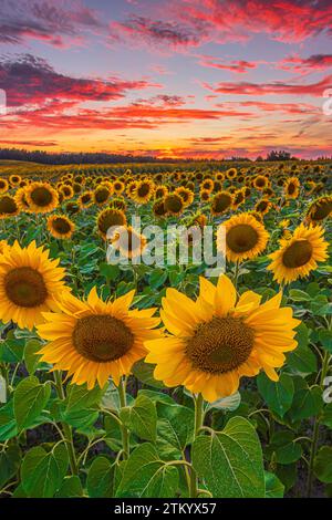 View over a field with lots of sunflowers in the evening. Landscape in summer at sunset. Crops with open yellow flowers. Cloudy dramatic looking sky Stock Photo