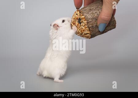Small white Dzhungarian hamster and a woman's hand with a grain delicacy on a gray background Stock Photo