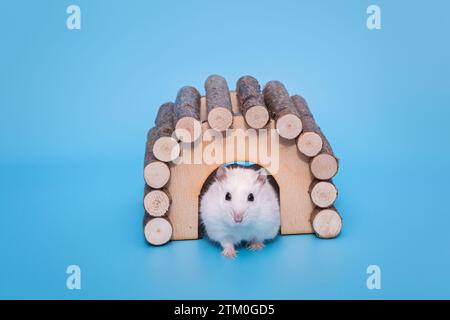 Small white Dzhungarian hamster and a wooden house on a blue  background. Stock Photo