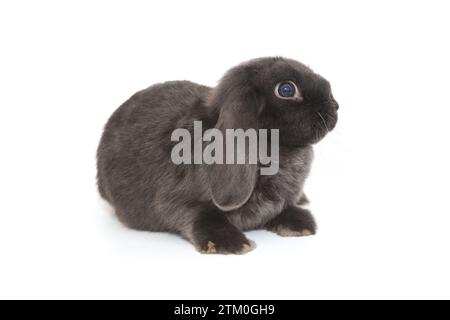 Little decorative fold rabbit  in grey, isolated on a white background Stock Photo