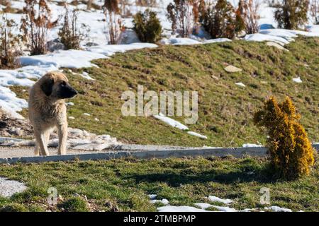 The yellow brown dog , mixed breed in the nature . Looking in the abstract puppy bush. Who are you, concept. Stock Photo