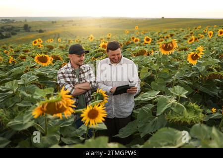 Smart farming. Two farmers using digital tablet for examine and check sunflowers in field. Agronomist team, analyse results of quality organic harvest Stock Photo