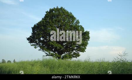 A big oak tree with green foliage in an unripe rapeseed field, creating a natural summer landscape where grandeur meets seasonal rhythms. Stock Photo