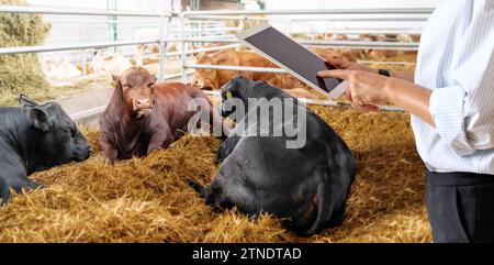 Female person in formal outfit using digital tablet in beef farm in front of bulls in paddock. Quality control in livestock ranch. Stock Photo