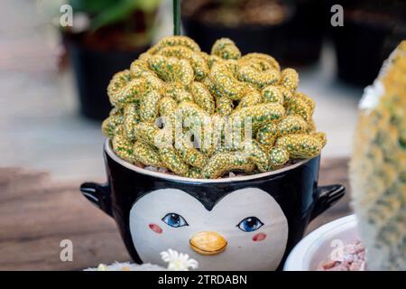 Close up the brain cactus (Mammillaria elongata cristata). The Brain Cactus is a cactus Shaped like a brains in a pot. Closeup Stock Photo