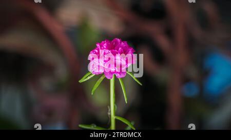 fresh flower beautiful colorful portulaca oleracea in morning. Moss rose (Portulaca grandiflora) is a succulent flowering plant in the family Portulac Stock Photo