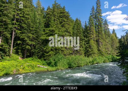 The Cheakamus River flows vigorously through the dense evergreens of British Columbia's captivating wilderness. Stock Photo